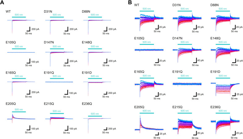 Figure 3—figure supplement 1.