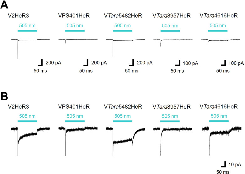 Figure 4—figure supplement 4.