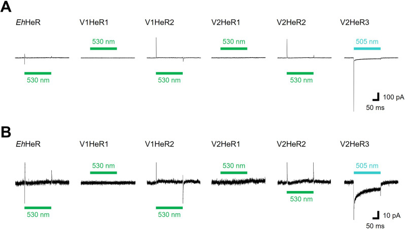 Figure 4—figure supplement 3.