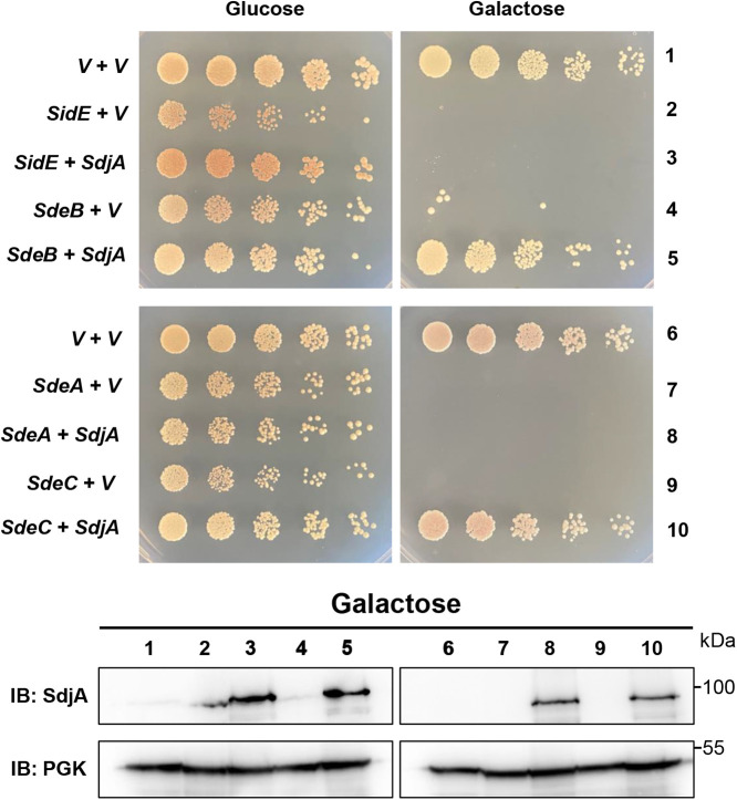 FIG 2