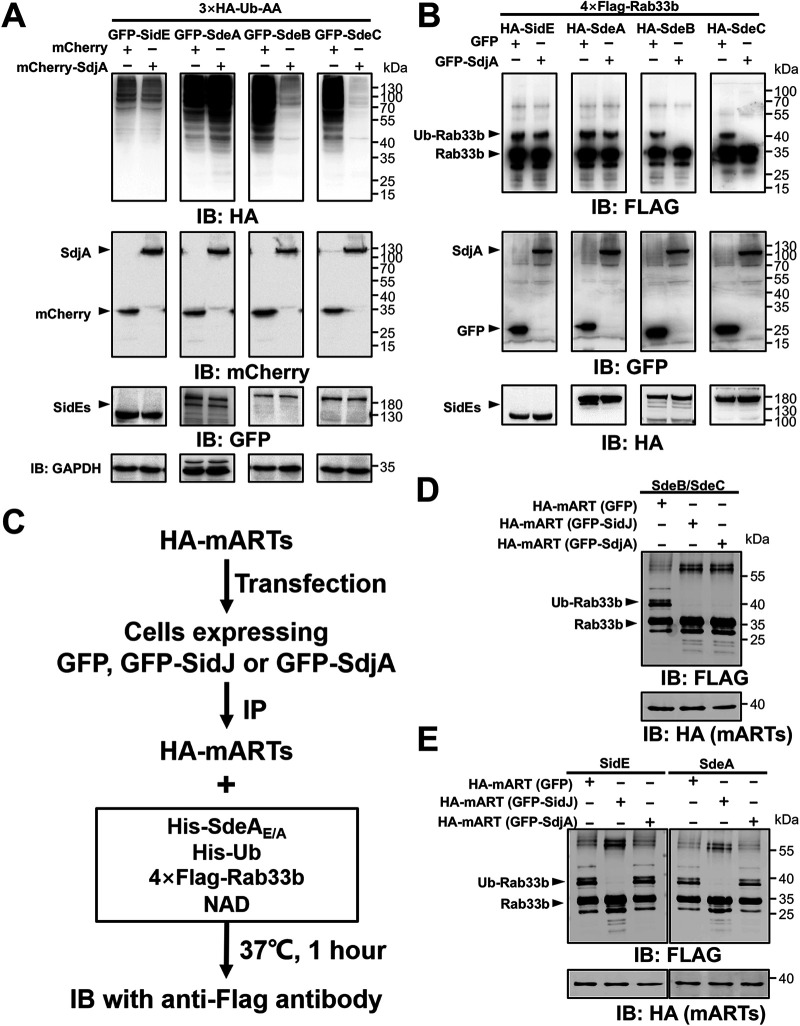 FIG 3