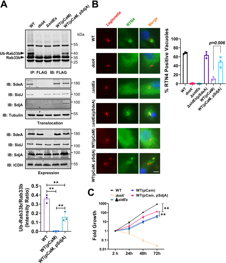 FIG 6