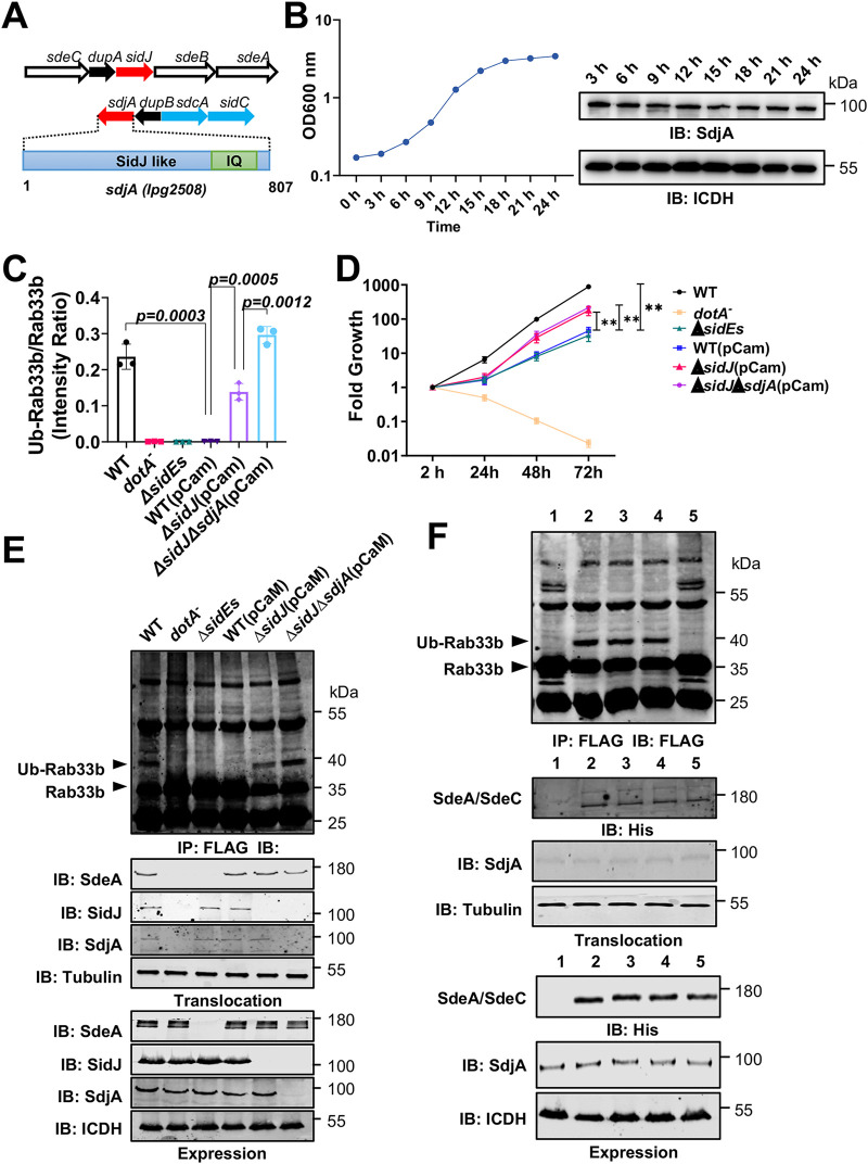 FIG 1