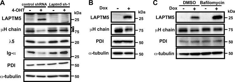 Fig 5