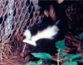 S-62
