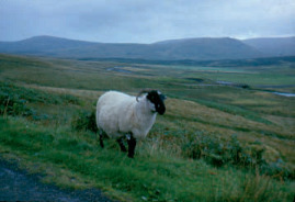S-31