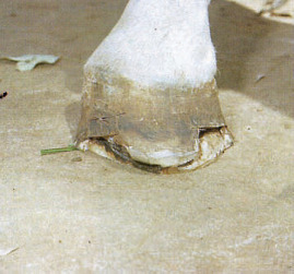 S-38