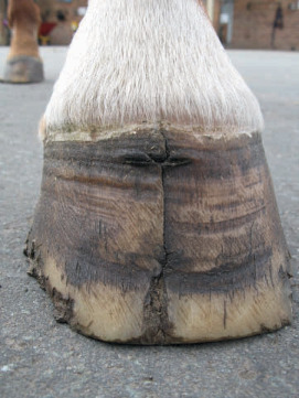 S-10