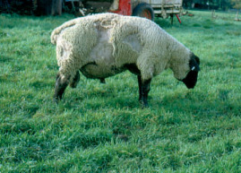 S-33