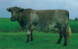 S-52