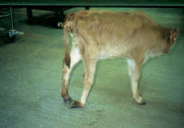 S-26