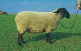 S-95