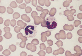 S-50