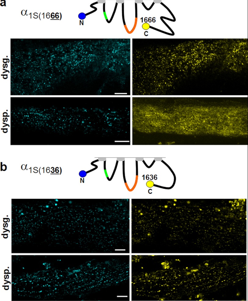 FIGURE 2.