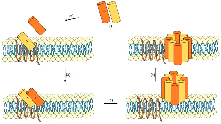 Figure 2