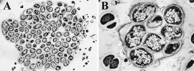 FIG. 6