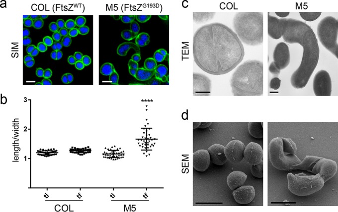 FIG 1 