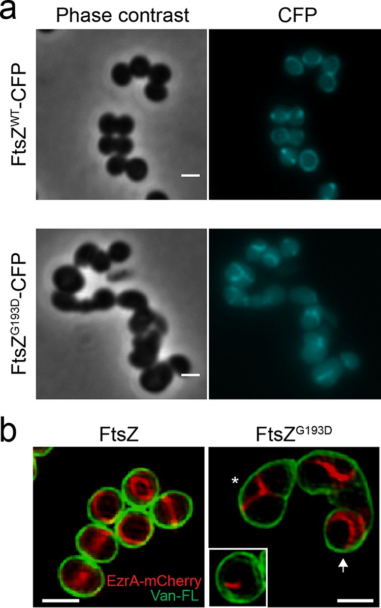 FIG 3 