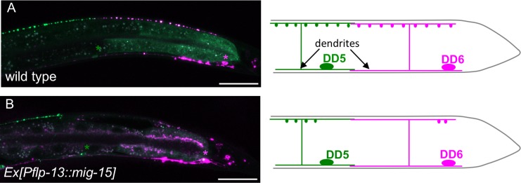 Figure 7—figure supplement 2.