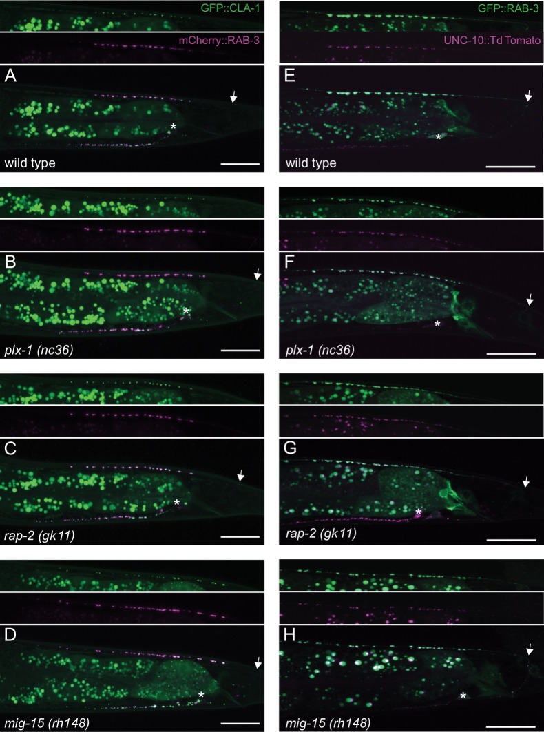 Figure 1—figure supplement 3.