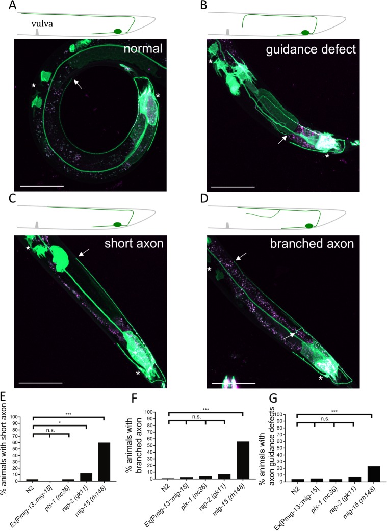 Figure 5—figure supplement 1.