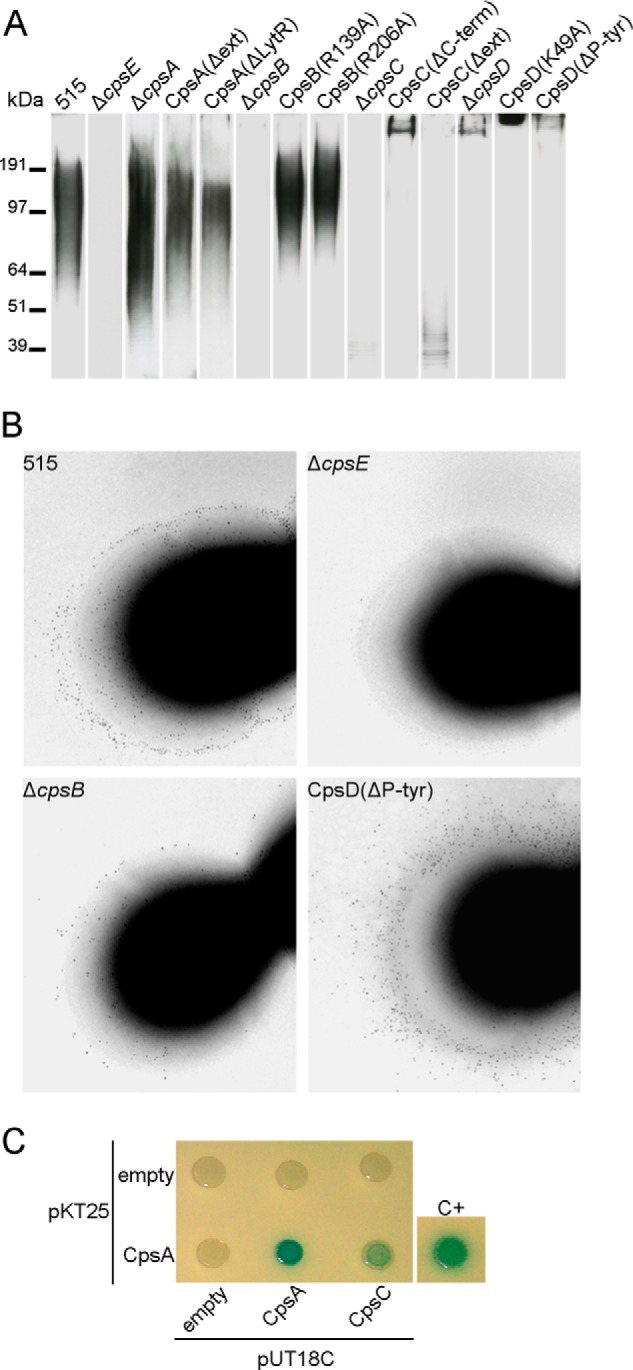 FIGURE 4.