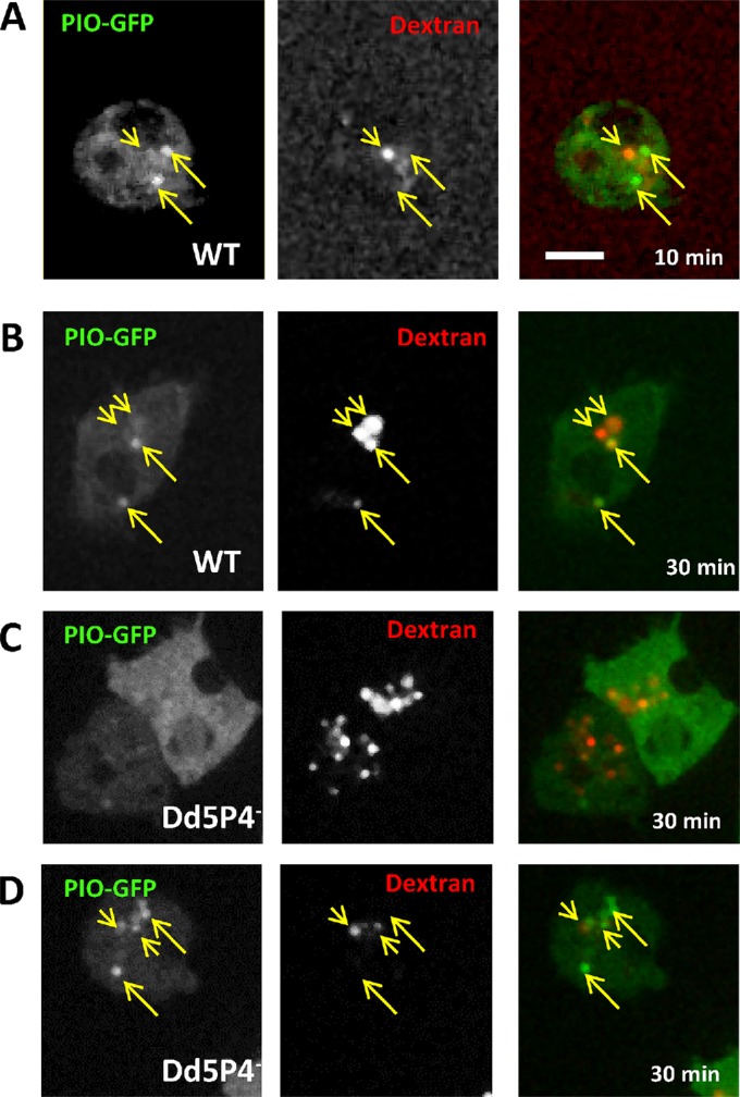 FIGURE 3: