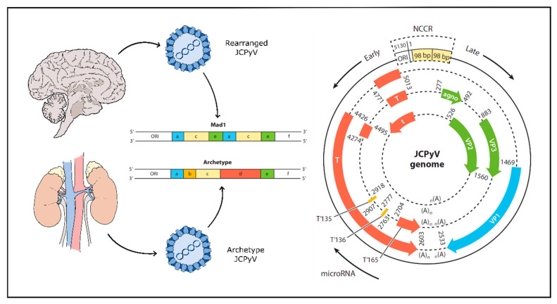 Fifty Years of JC Polyomavirus: A Brief Overview and Remaining ...