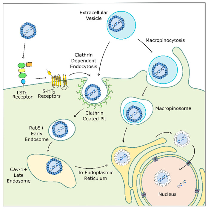 Fifty Years of JC Polyomavirus: A Brief Overview and Remaining ...