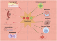 Diagram illustrating the dual effects of polyphenols on cancer. On the left, arrows point to processes promoted by polyphenols: tumor growth, angiogenesis, EMT (epithelial-mesenchymal transition), onco-miRNAs, and inflammation. On the right, arrows point to inhibited processes: immunomodulation, autophagy, apoptosis, cell cycle arrest, and VHL (von Hippel-Lindau). Icons represent each process.