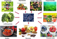 Illustration showing various food compounds: polyphenols, phytosterols, omega-3 fatty acids, polysaccharides, carotenoids, isothiocyanates, amides, flavonols, and phenolic acids. Each compound image points towards a central representation of cells, suggesting their biological impact. The compounds include diverse foods like fruits, vegetables, seeds, and nuts, emphasizing their health benefits.