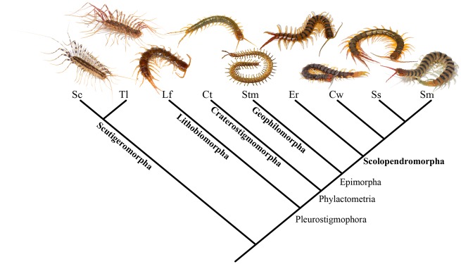 Fig. 1.