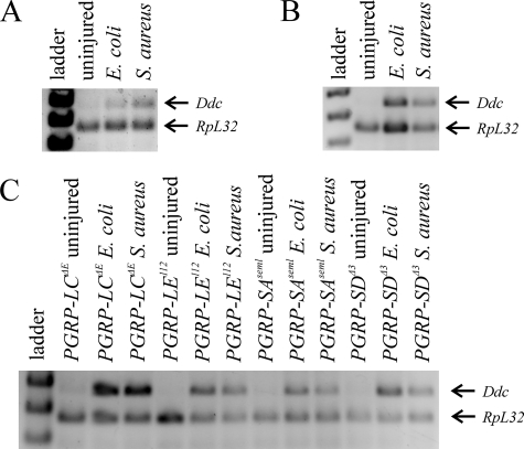 FIG. 8.