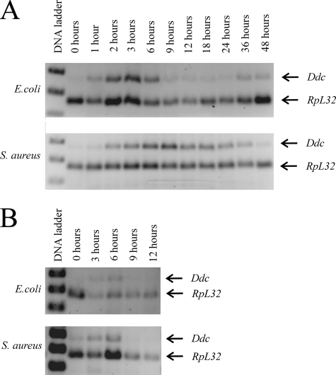 FIG. 5.