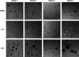 Figure 3—figure supplement 1.