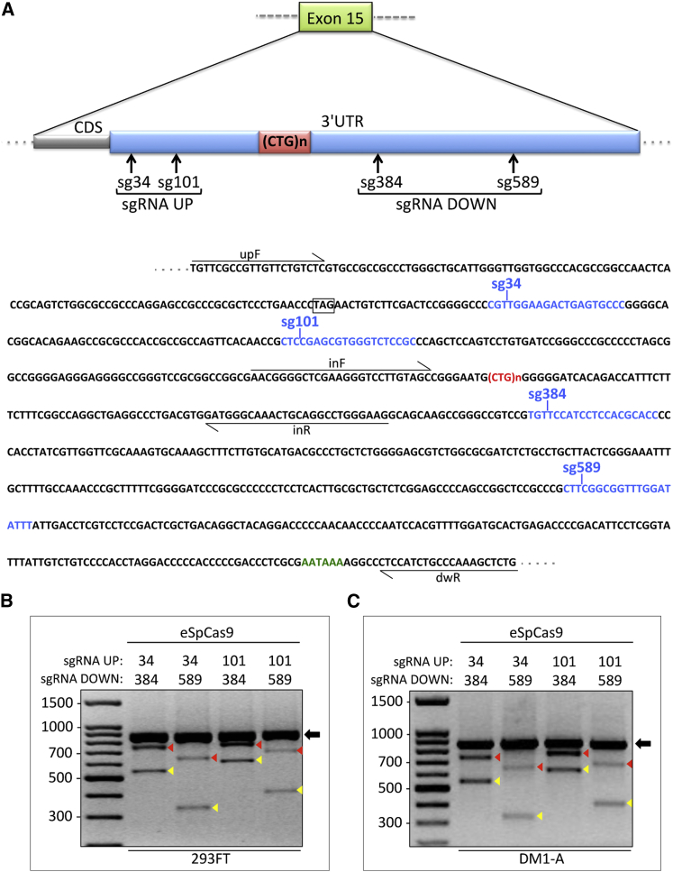 Figure 2