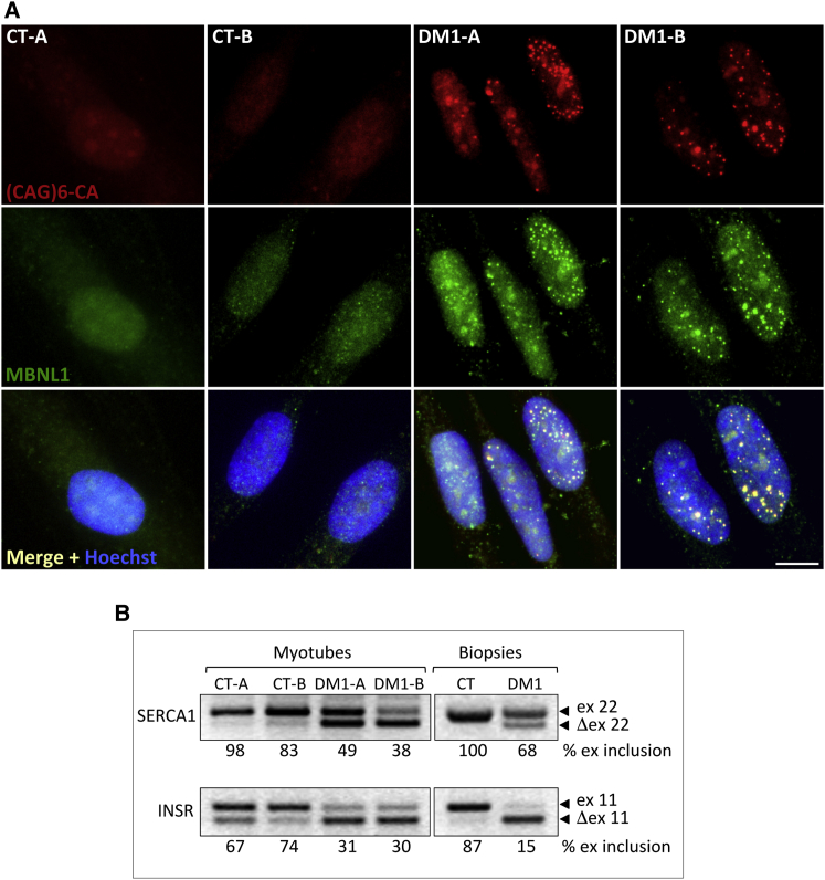 Figure 1