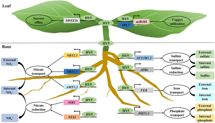 FIGURE 4