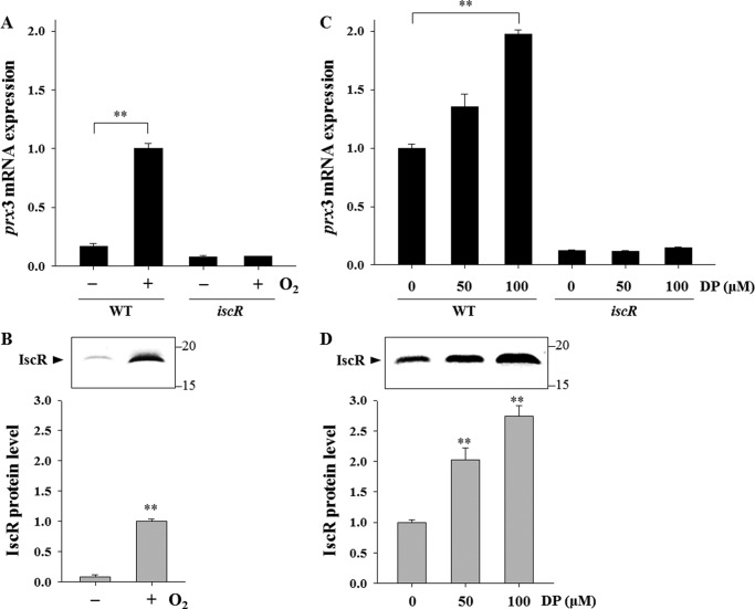 FIGURE 11.