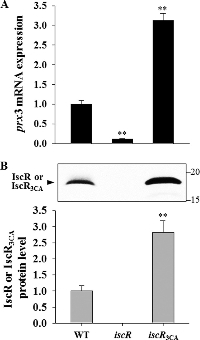 FIGURE 10.