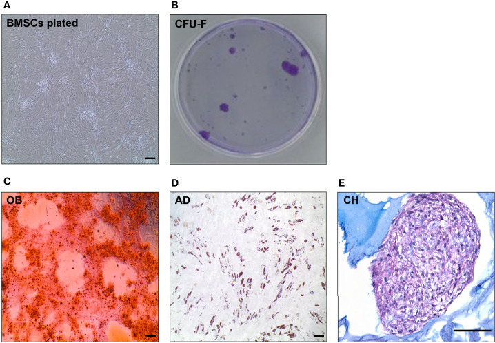 Figure 7