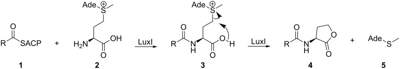 Scheme 1