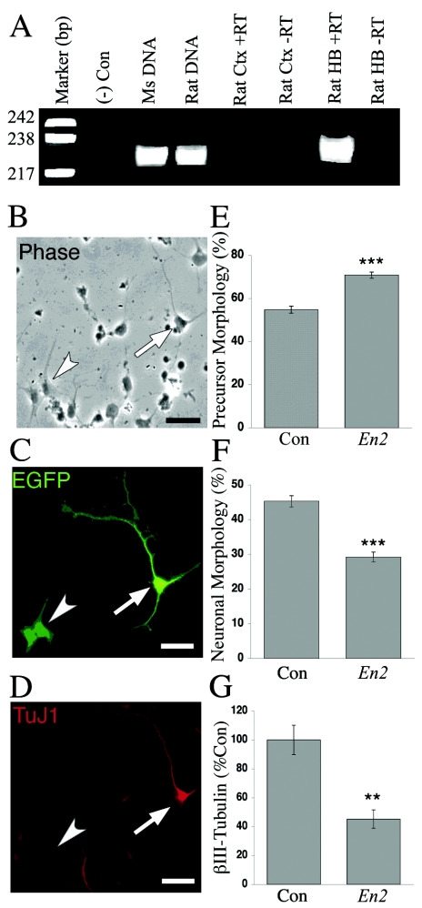 Figure  3