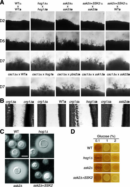 FIG. 7.