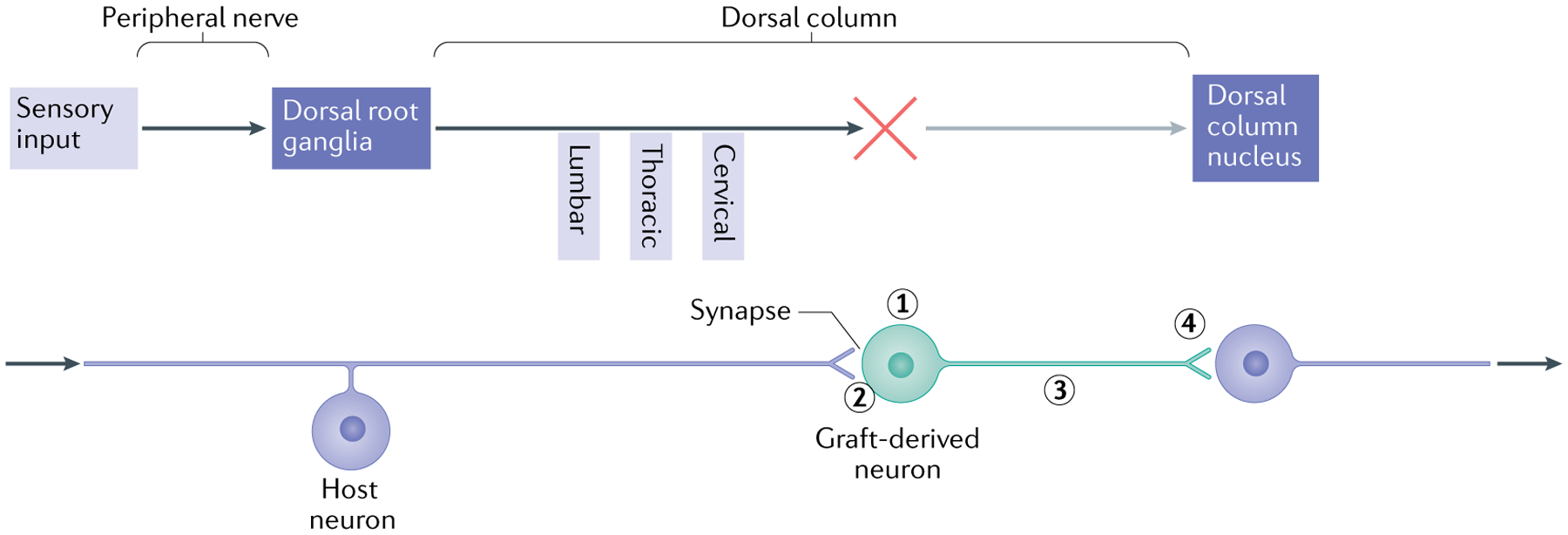 Fig. 2 |