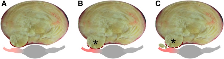 FIG. 2.