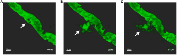 FIGURE 1