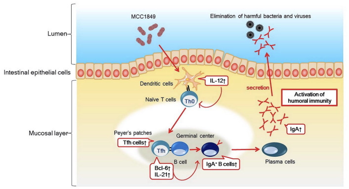 Figure 4.