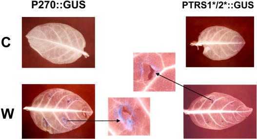 Figure 9.