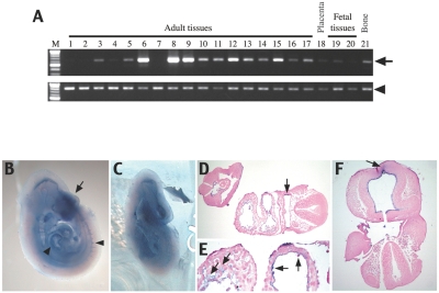 Figure  2. 